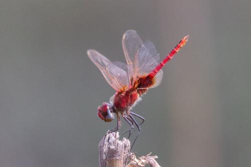 Réf. 250 932 : Urothemis assignata